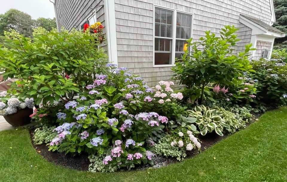 Hydrangeas